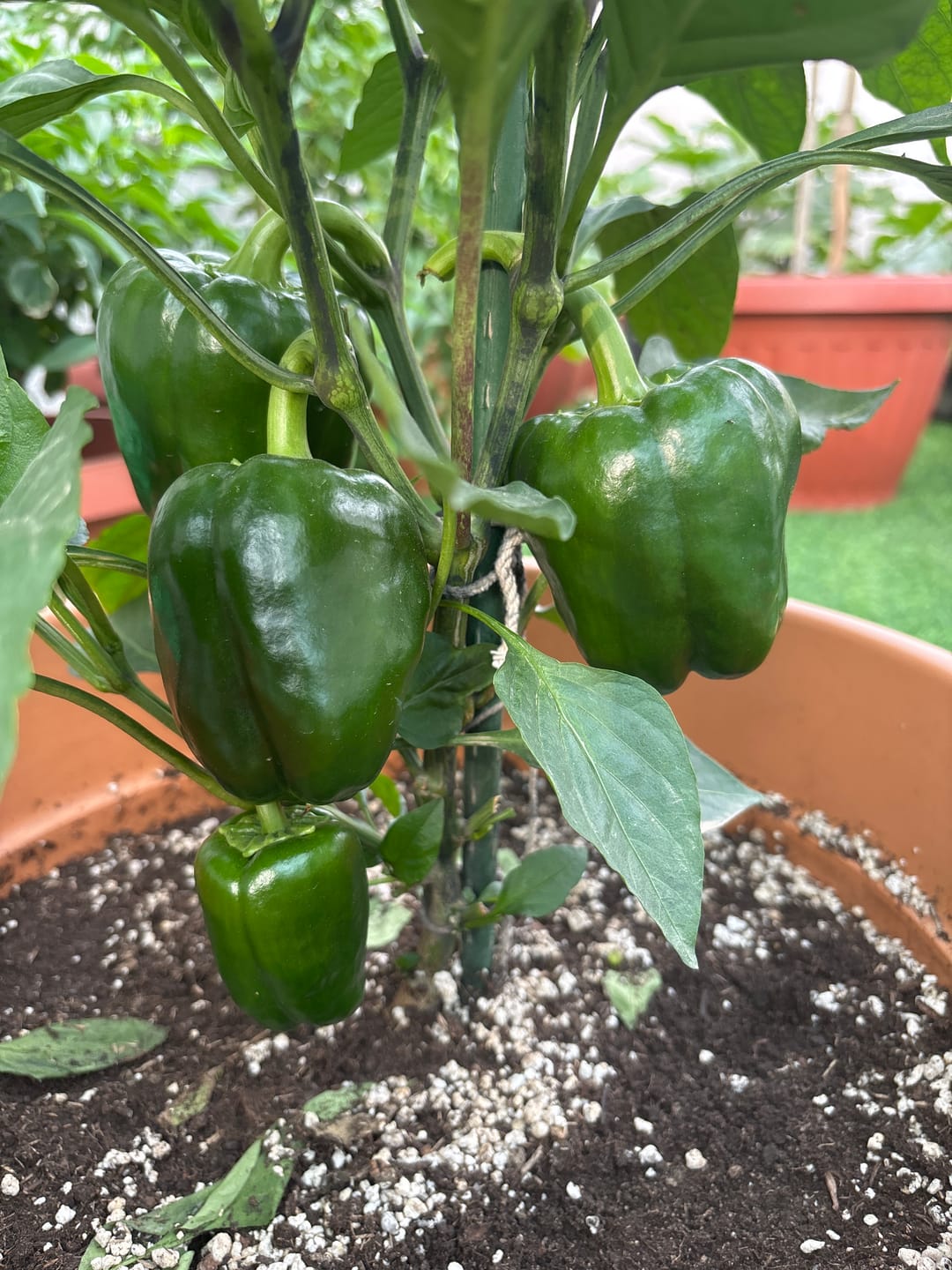 Customer photo review of Pepper Rainbow Bell Blend