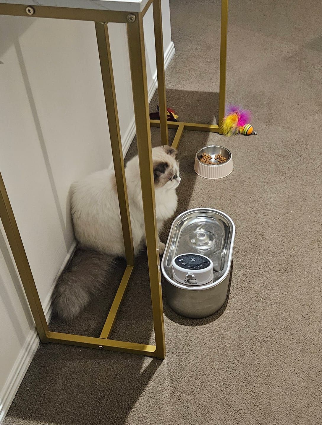 Customer photo review of Petbuds Flow Pet Drinking Fountain