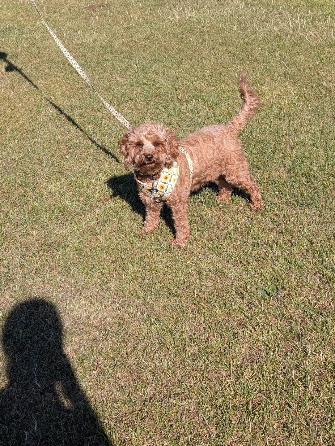 Customer photo review of Adjustable Dog Harness - Sunny Paws