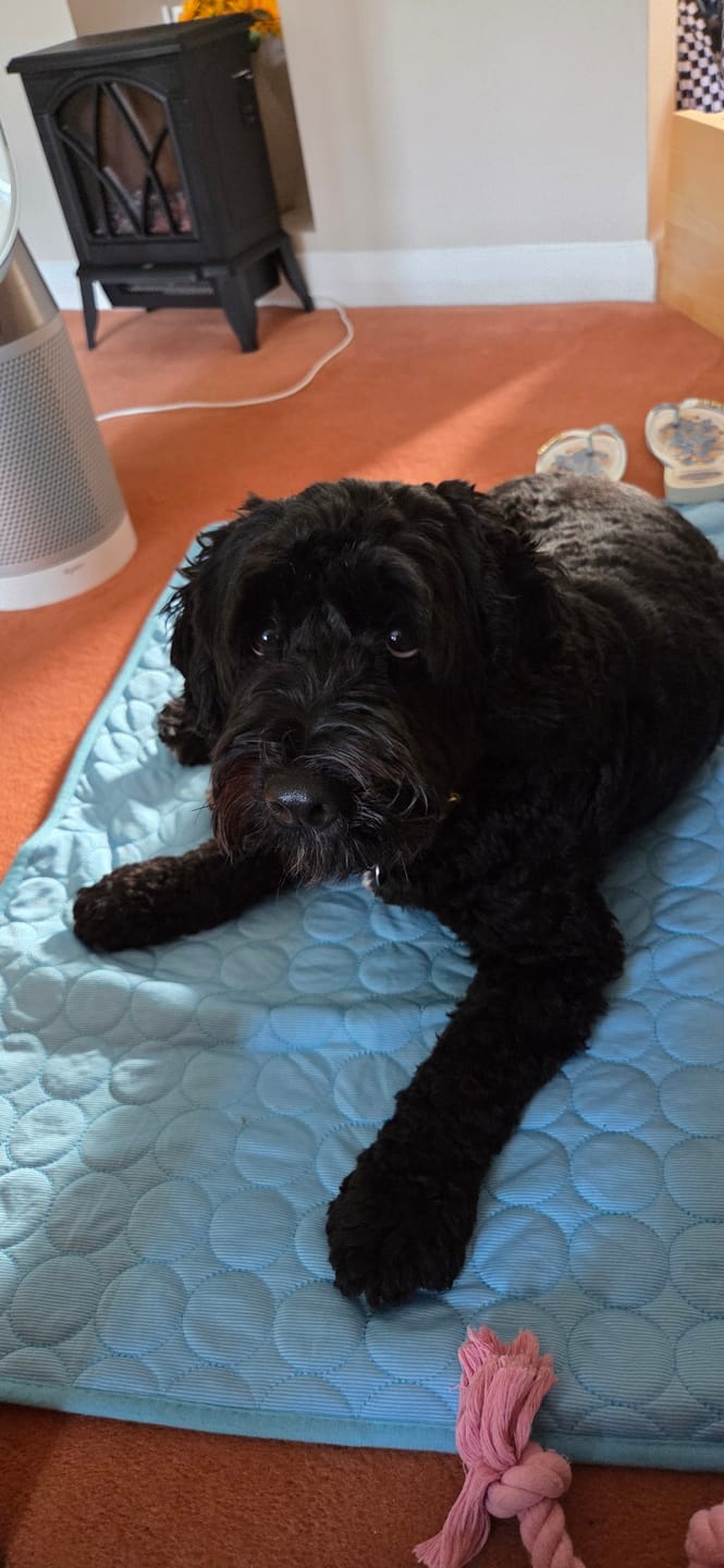 Customer photo review of The Ultimate Cooling Pet Mat
