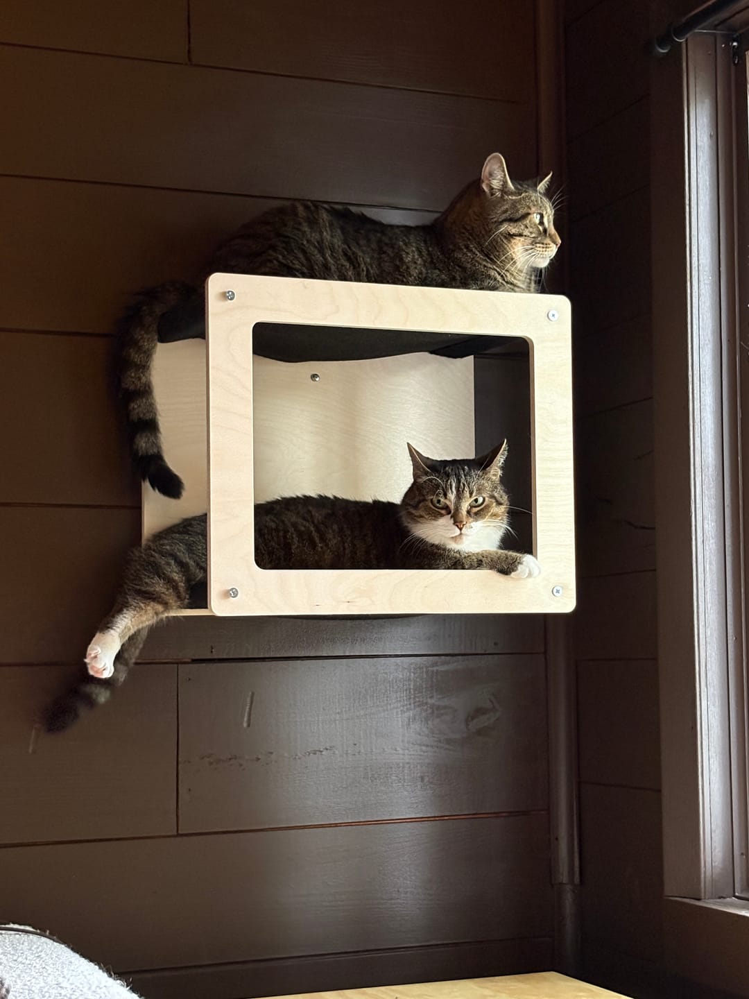 Customer photo review of Wall Mounted, Double Hammock Cat Hidedout