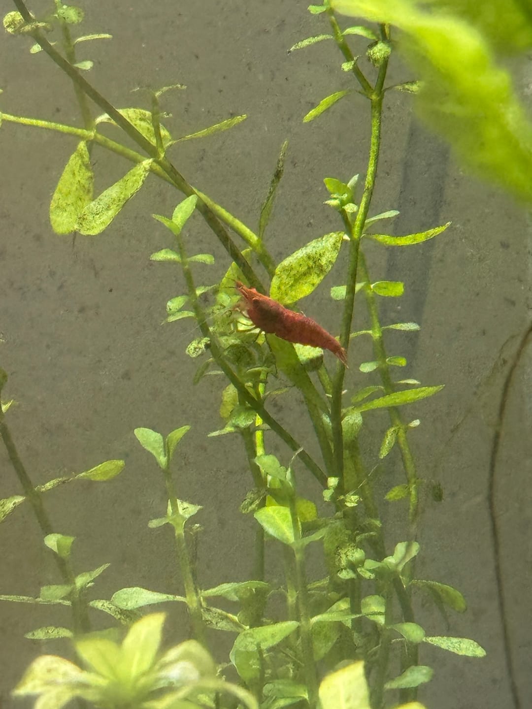 Customer photo review of Skittles Shrimp