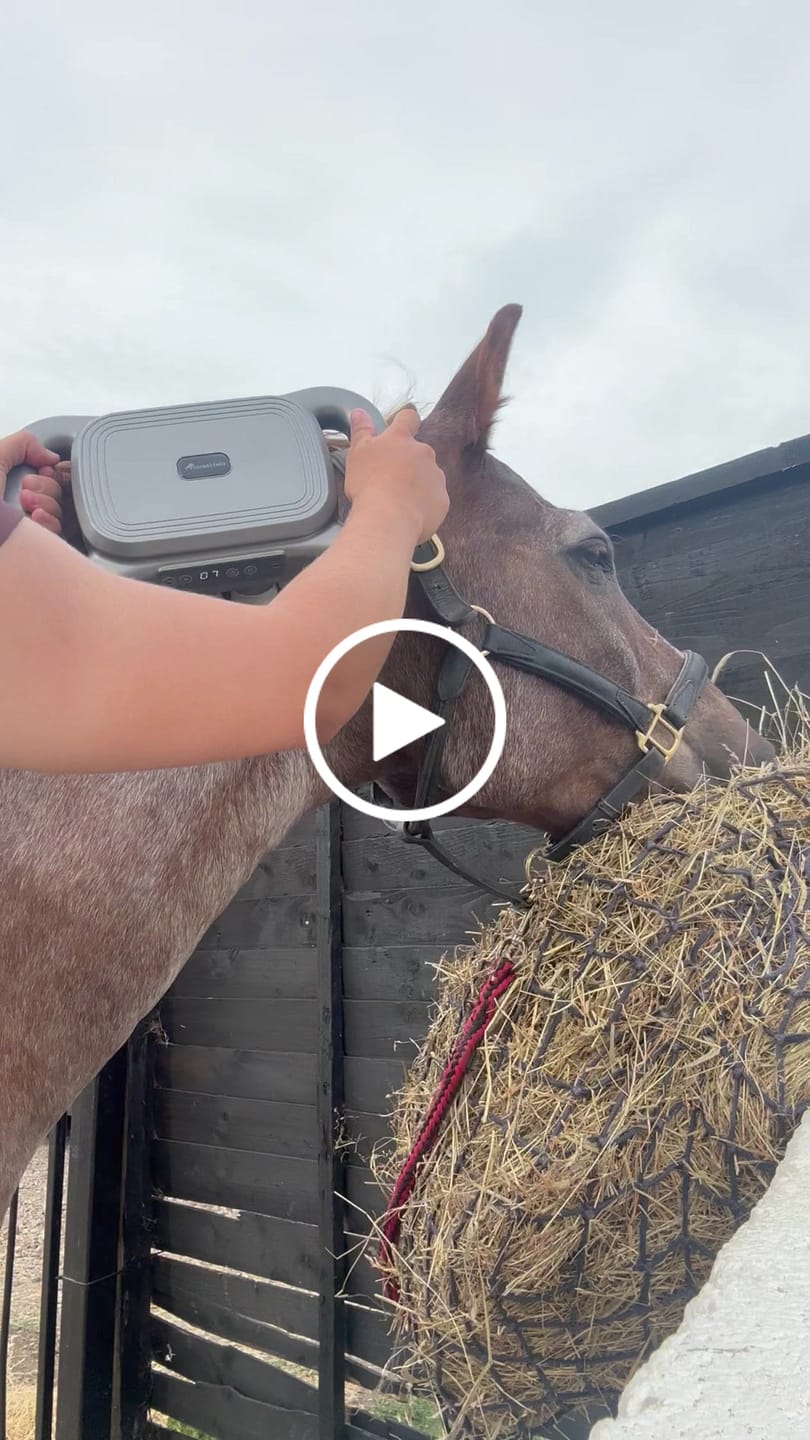 Customer video review of HorseHalo™ 8 Heads Red Light Massage Gun