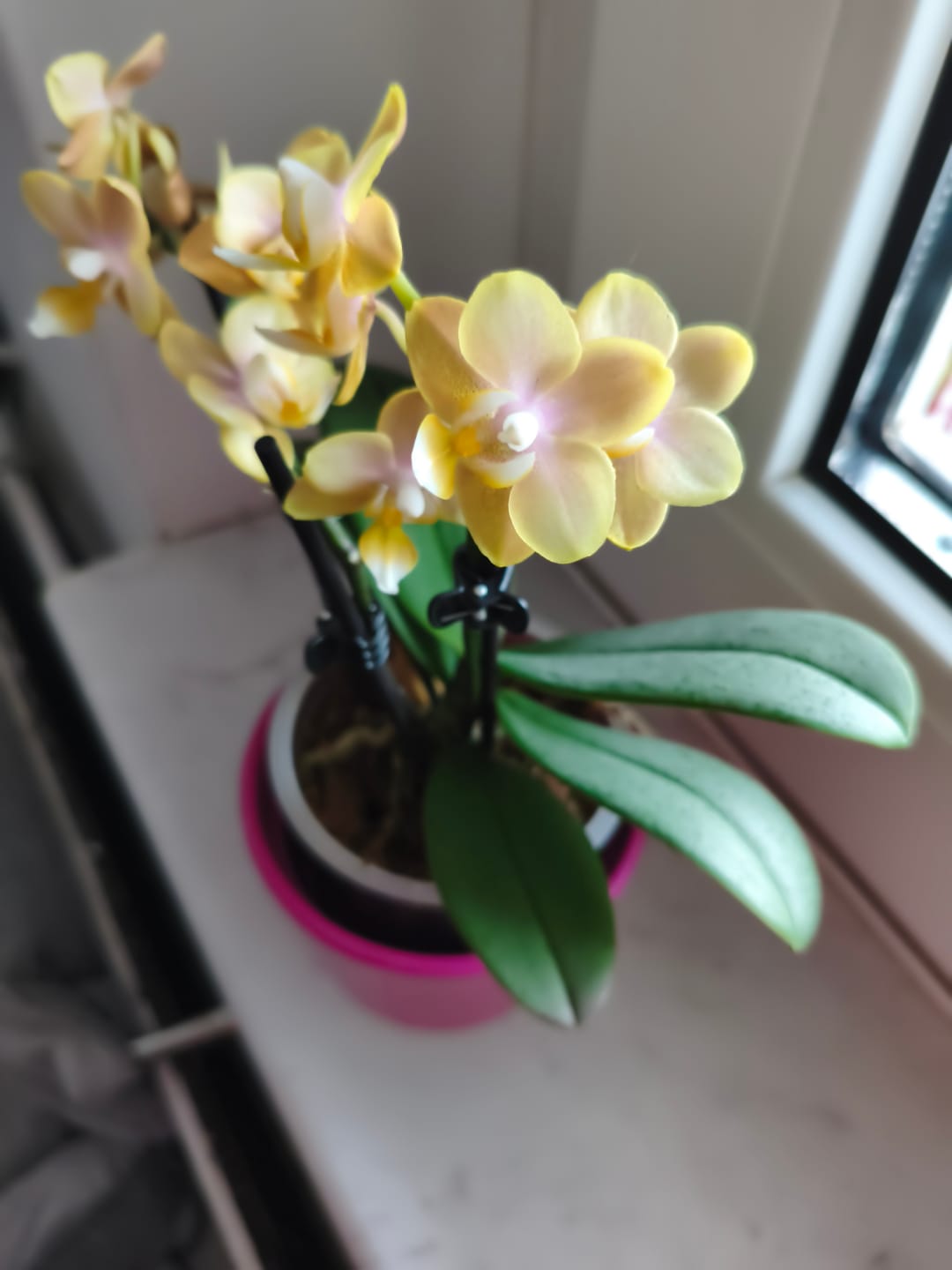 Customer photo review of Duftorchidee Table Dance Elemental mit gelben Blüten mit 2 Rispen