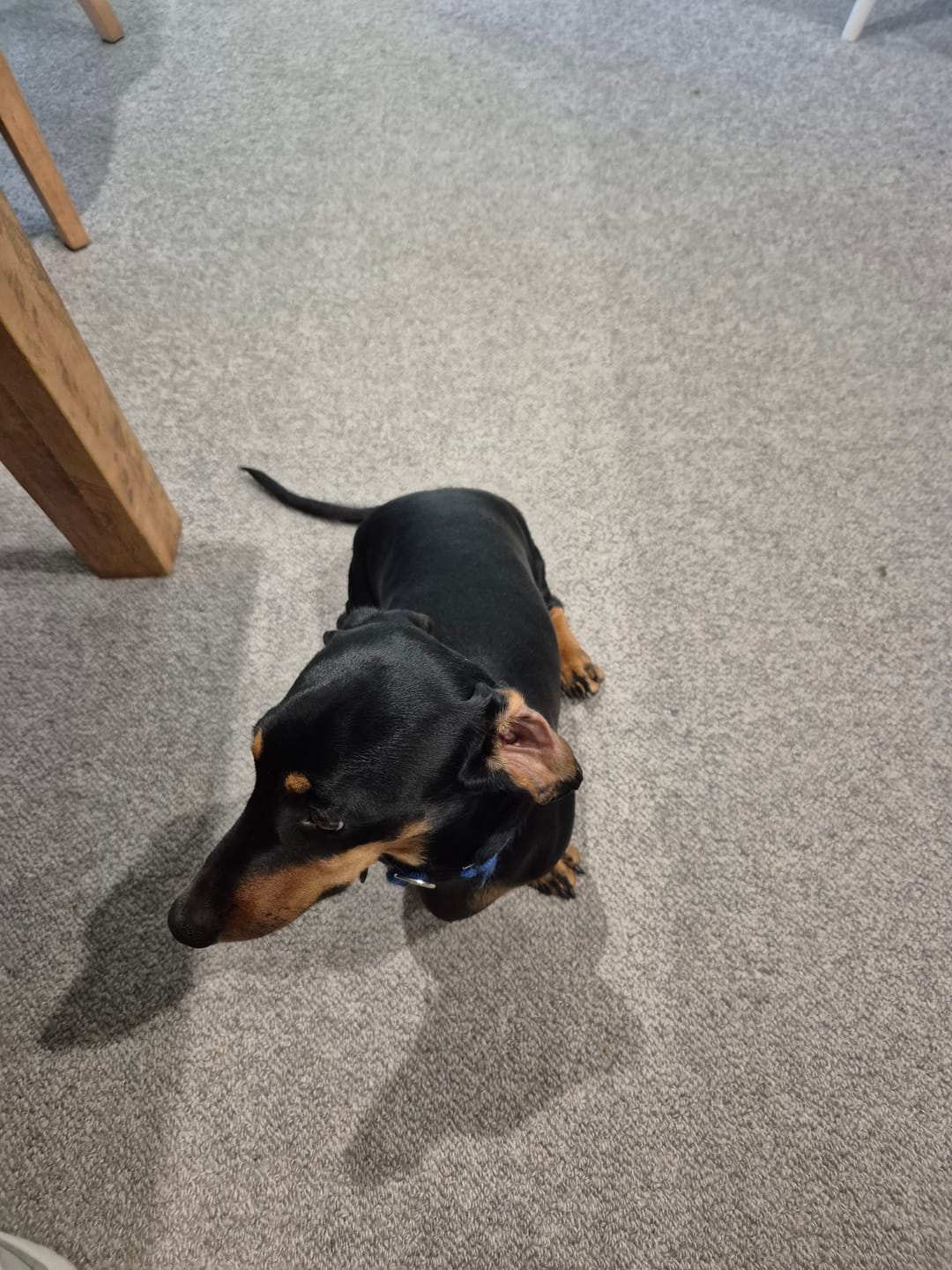 Customer photo review of Marine Vitality Mussel Powder. 150g.