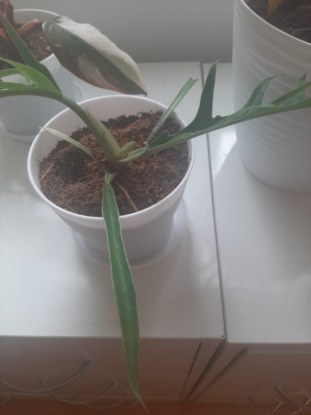 Customer photo review of PHILODENDRON TORTUM