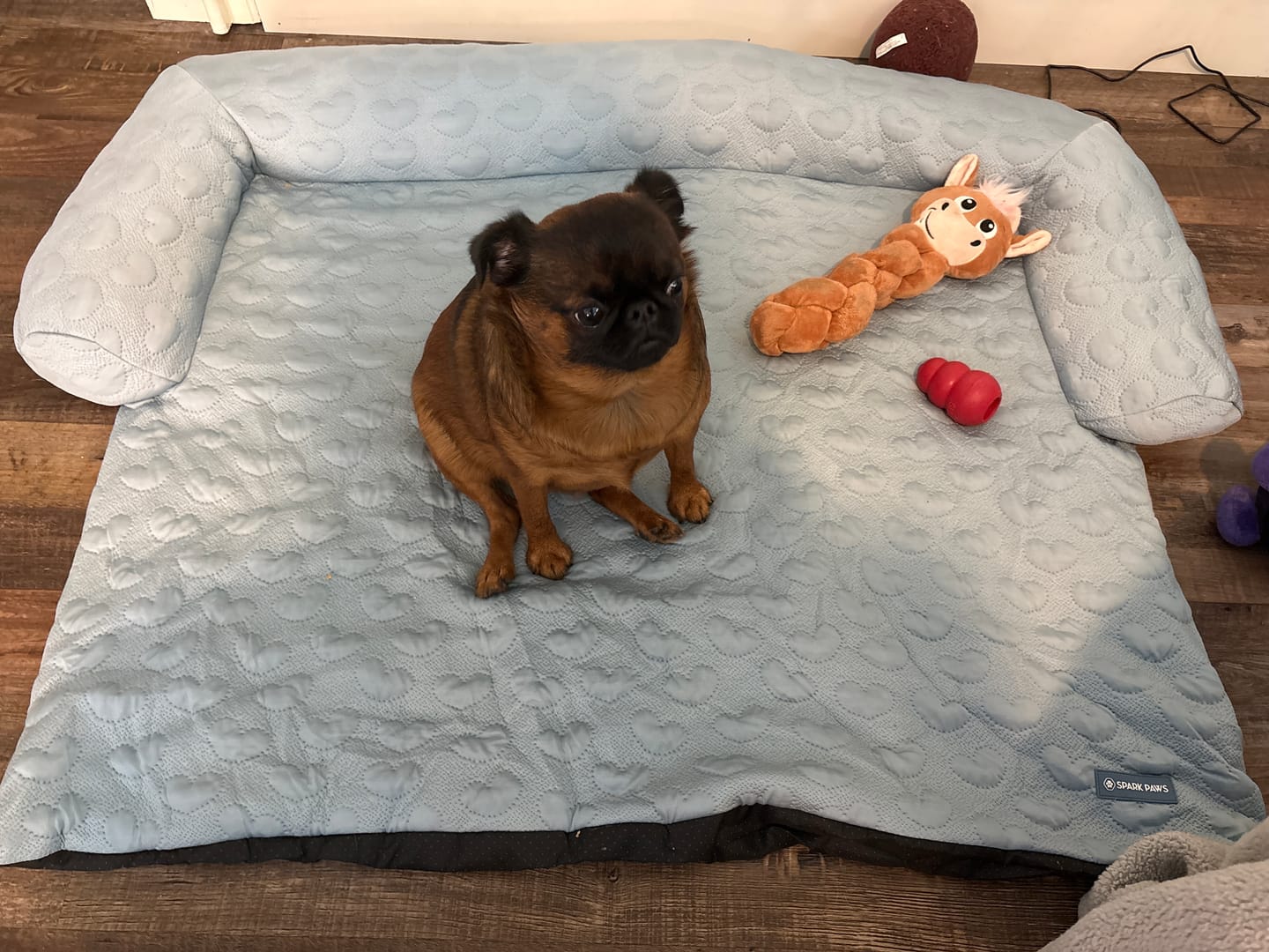 Customer photo review of Frostcore™ Cooling Couch Cover Dog Bed - Hearts Ash Blue
