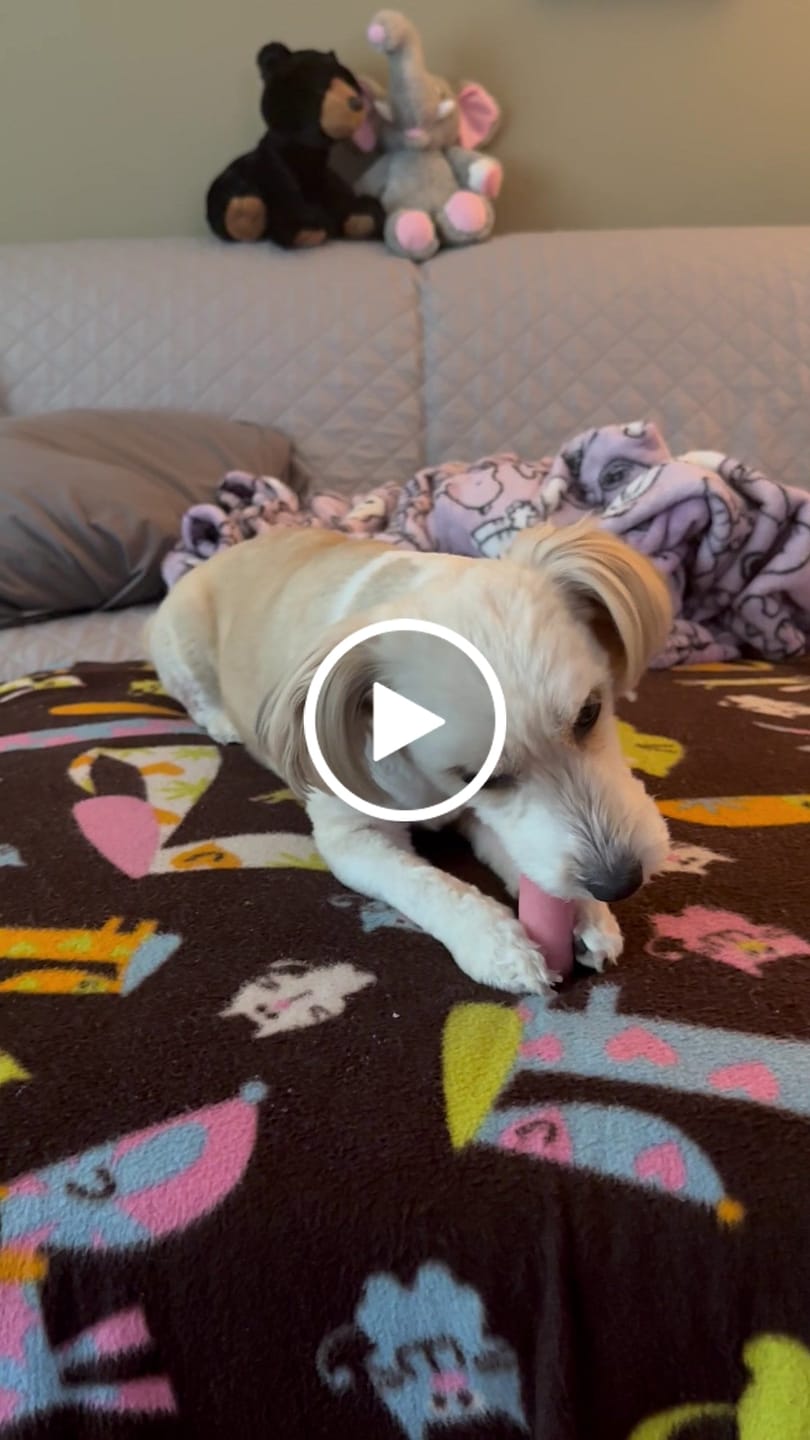 Customer video review of Strawberry Yak Chew — Vitamin C, Fiber & Teeth Whitening