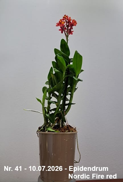 Customer photo review of Epidendrum Nordic Fire Dauerblüher mit roten Blüten und 1 Rispe