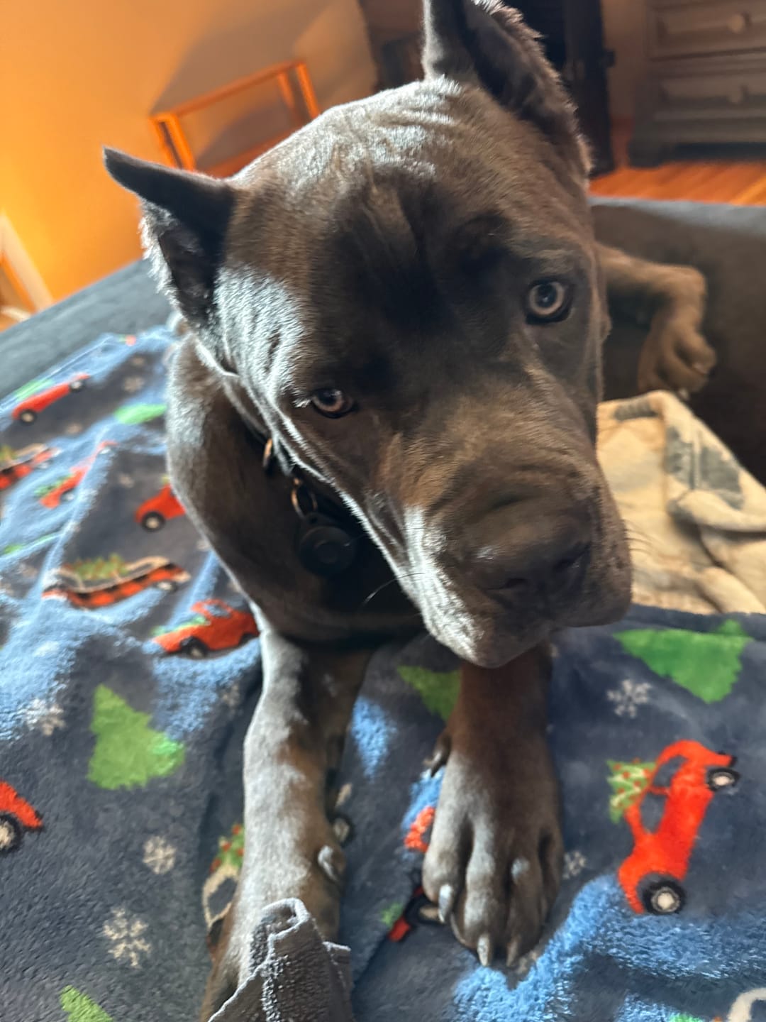 Customer photo review of 12 Inch Thick Braided Bully Stick