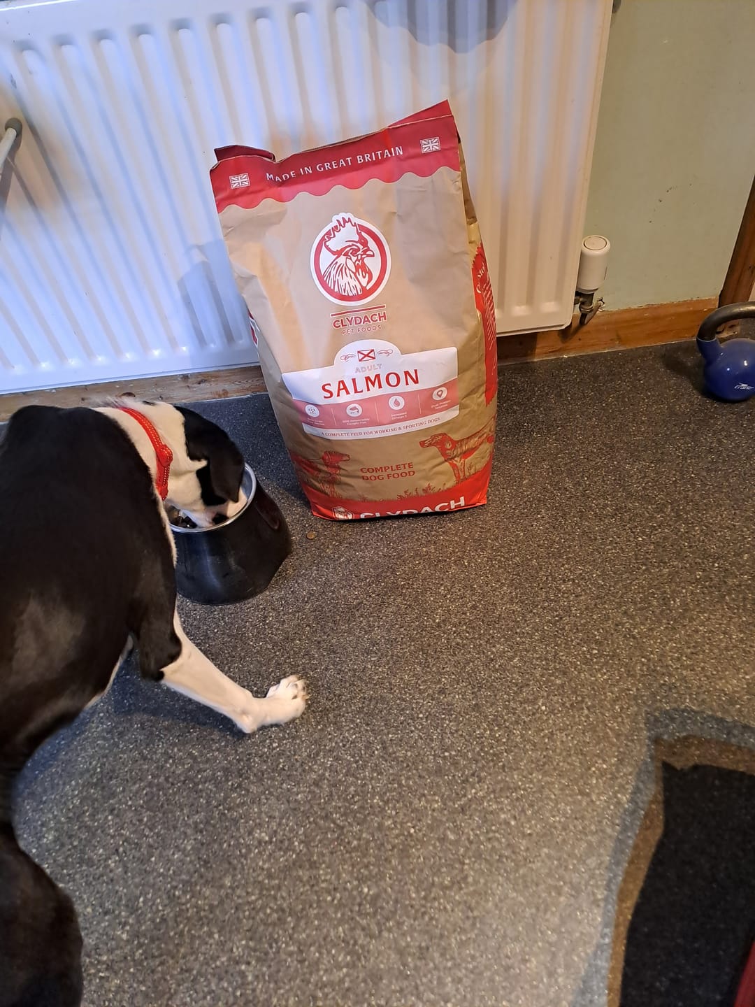 Customer photo review of Scottish Salmon Dry Food