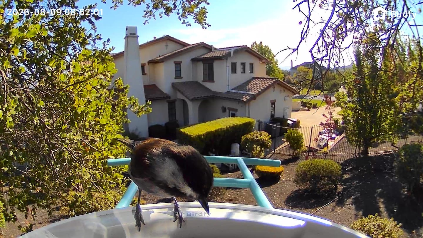 Customer photo review of Birdfy Feeder with Solar Panel - Solar-Powered Smart Bird Feeder with Camera