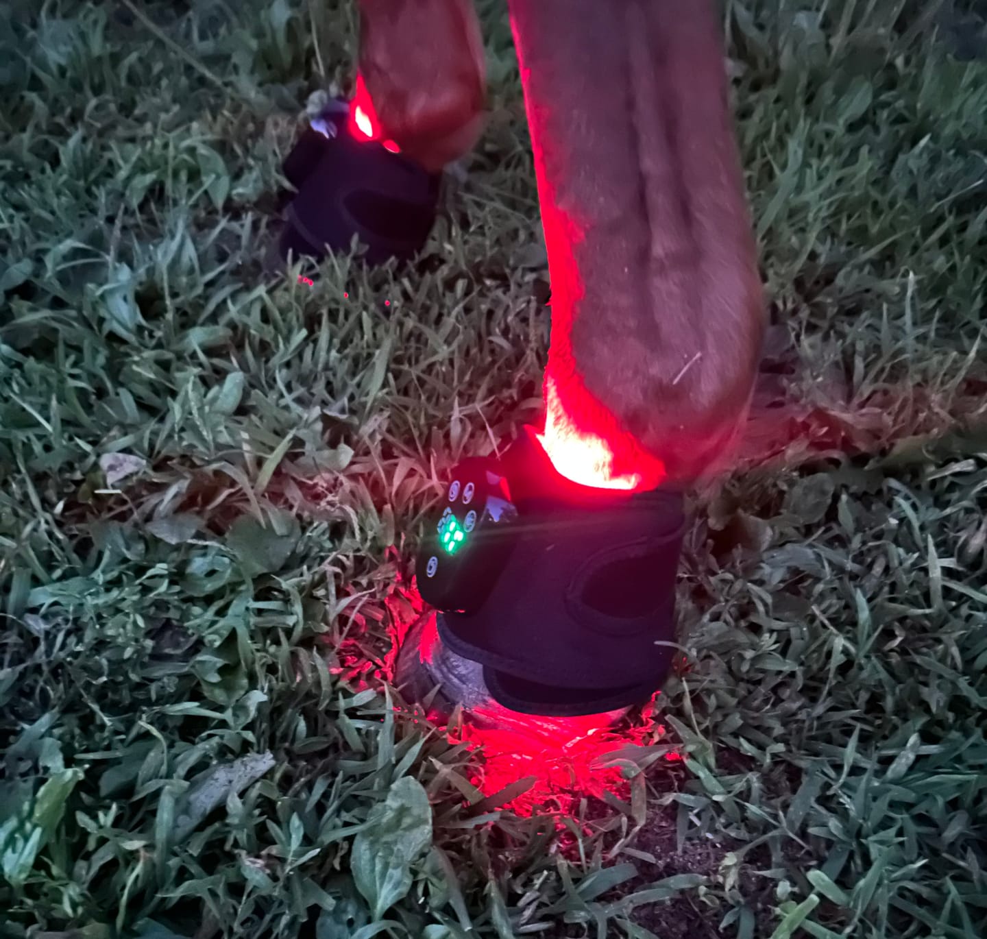 Customer photo review of HorseHalo™ HaloLegs Mini