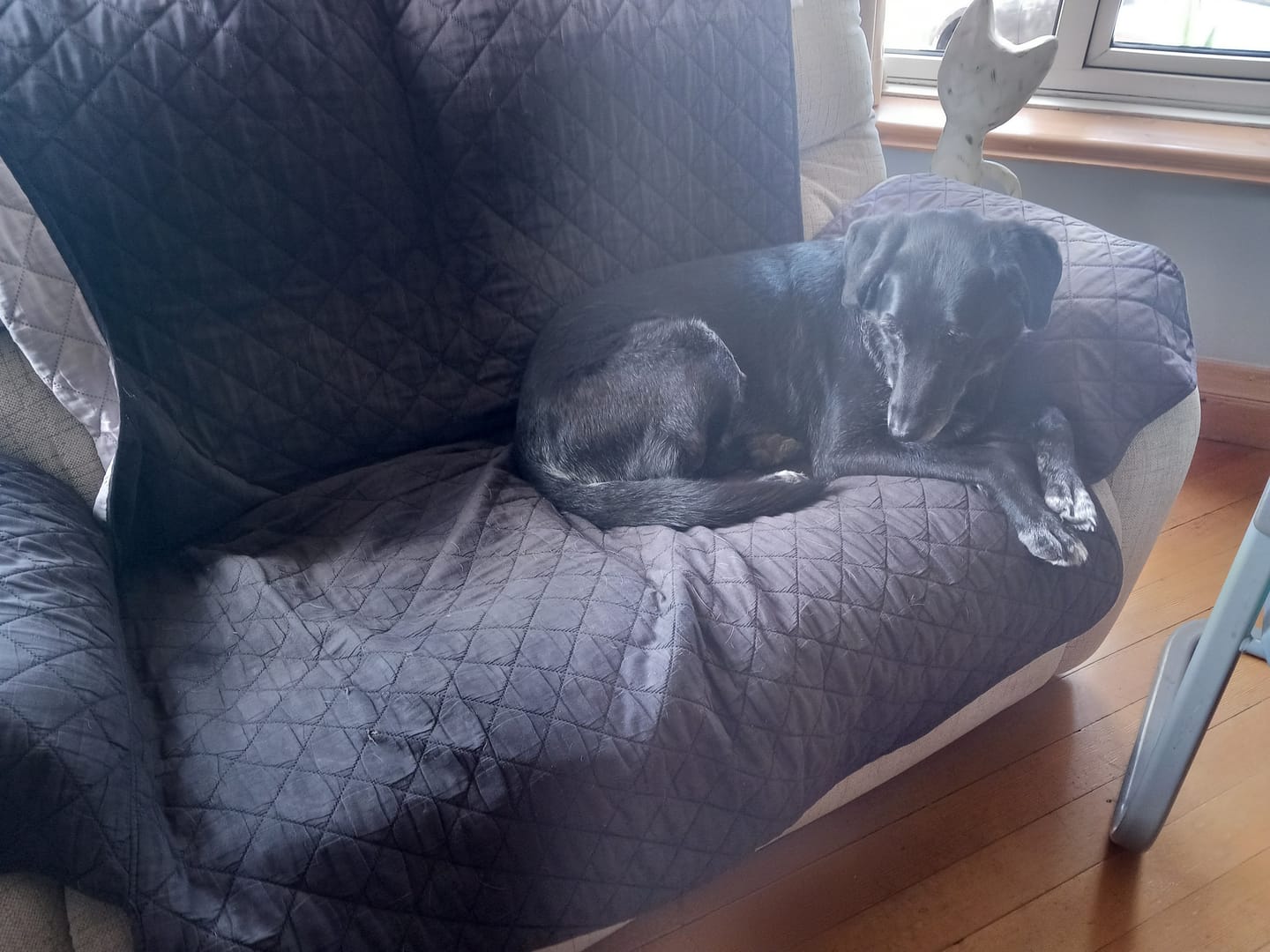 Customer photo review of The Ultimate Cooling Pet Mat