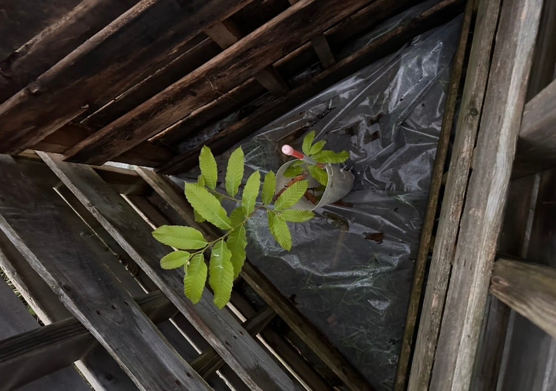 Customer photo review of Tree Pro Grow Tubes