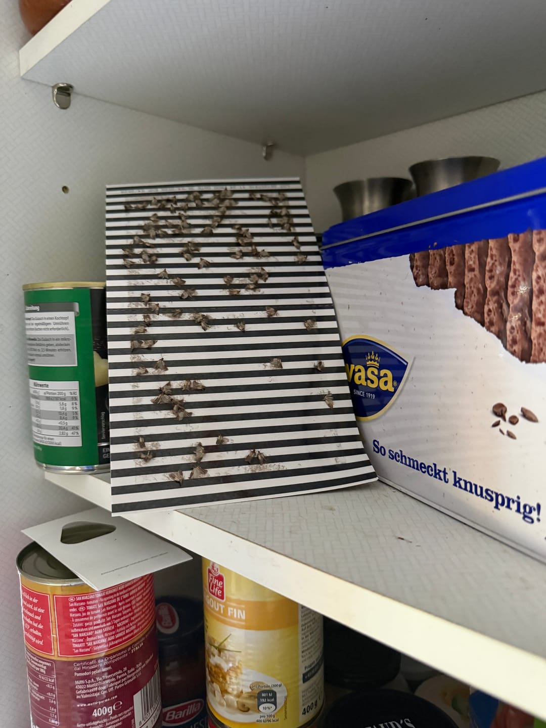 Customer photo review of Schlupfwespen gegen Lebensmittelmotten