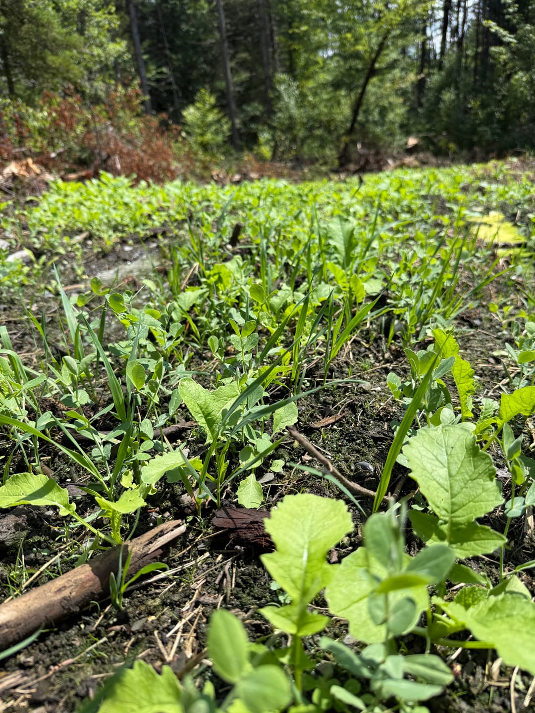 Customer photo review of Cheat Code™ Food Plot Seed