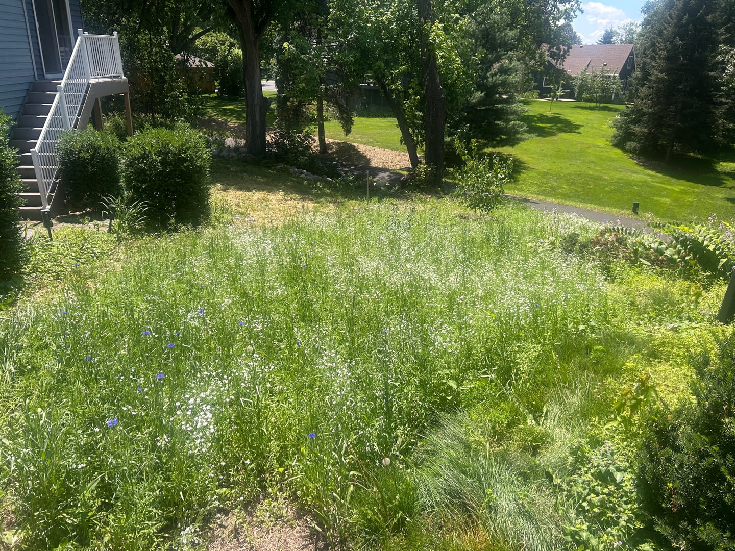 Customer photo review of Midwest Wildflower Seed Mix