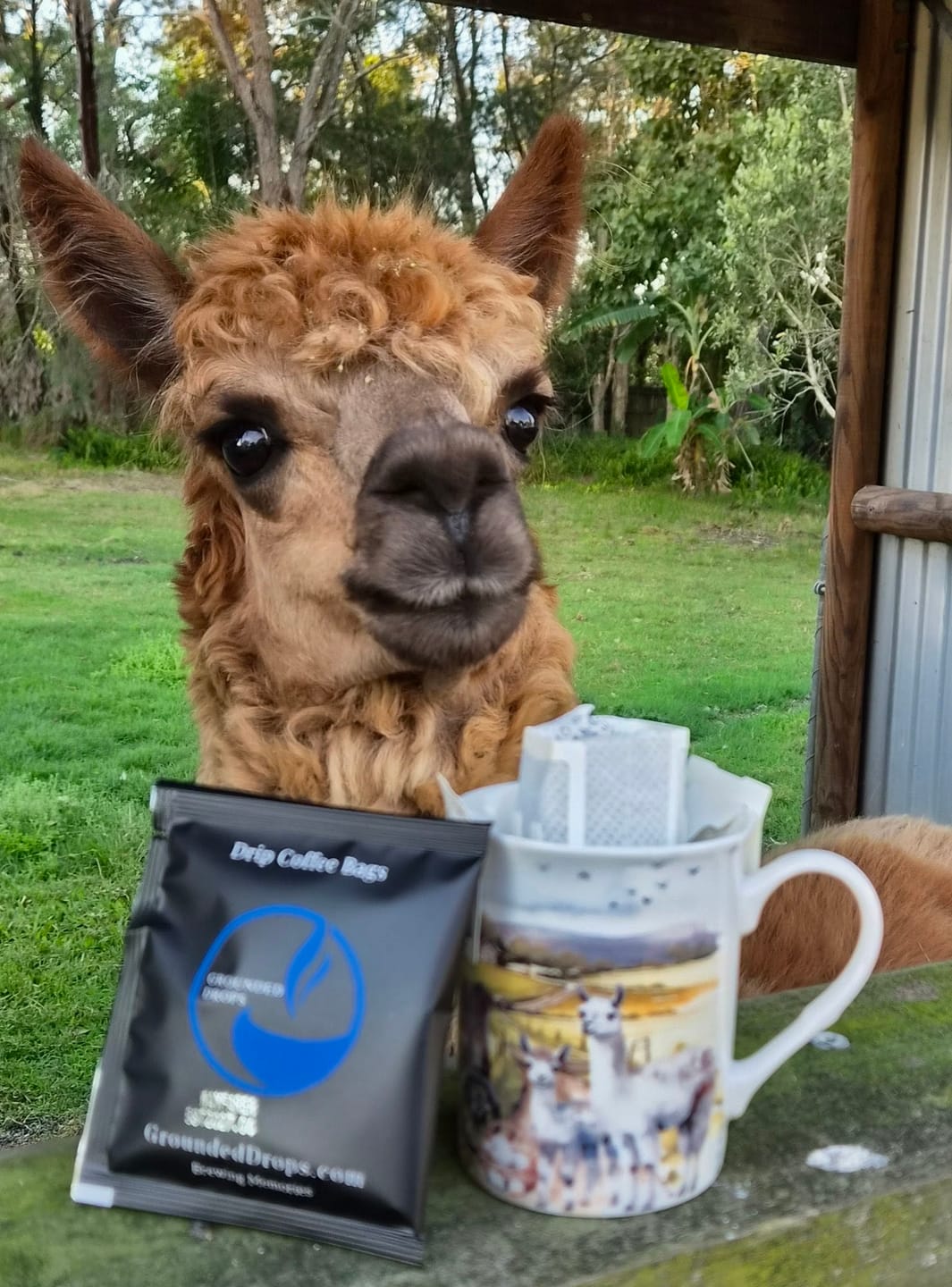 Customer photo review of Drip Coffee Bags - Pantry Bags