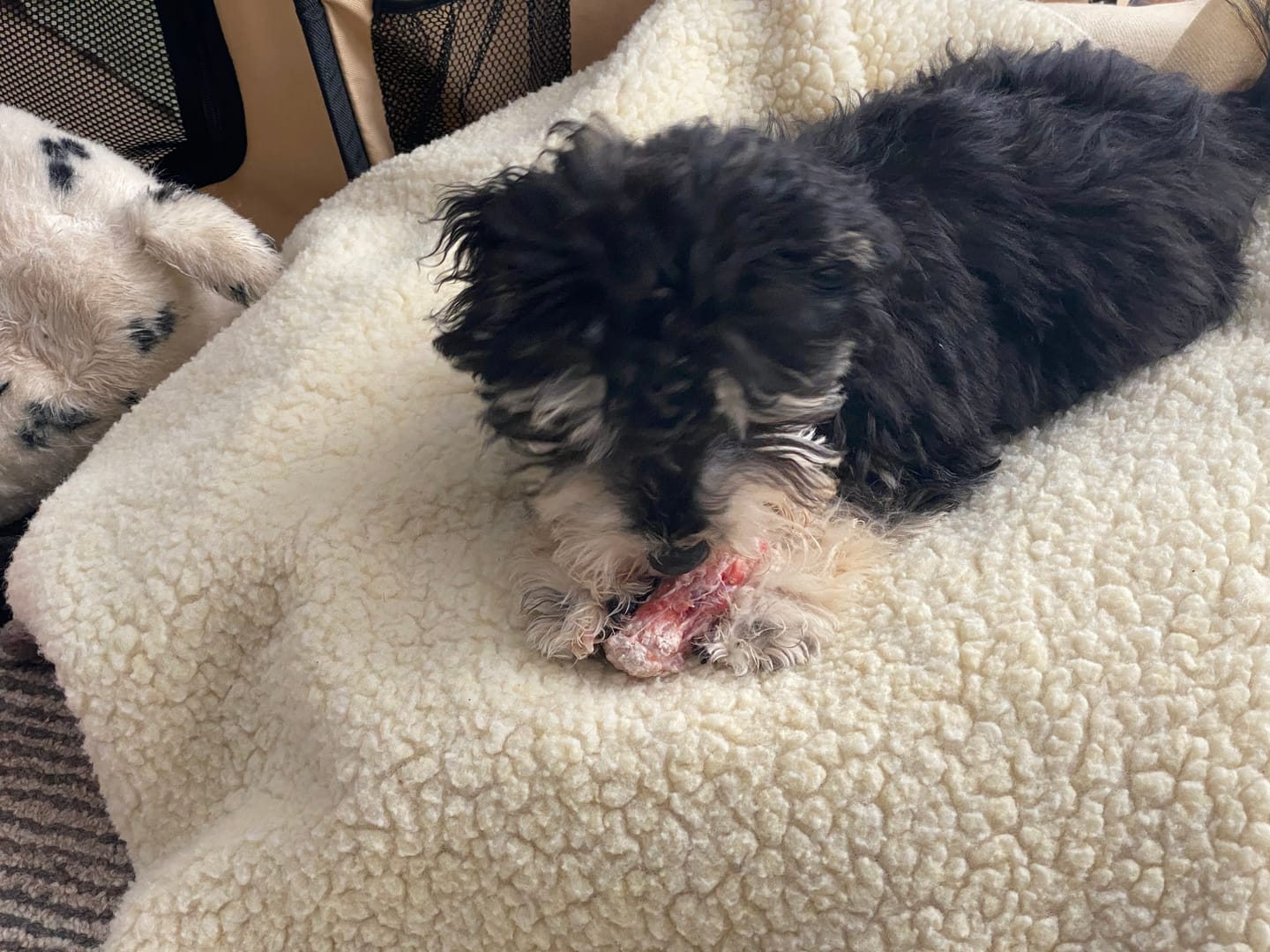 Customer photo review of Small Bully Stick Ring