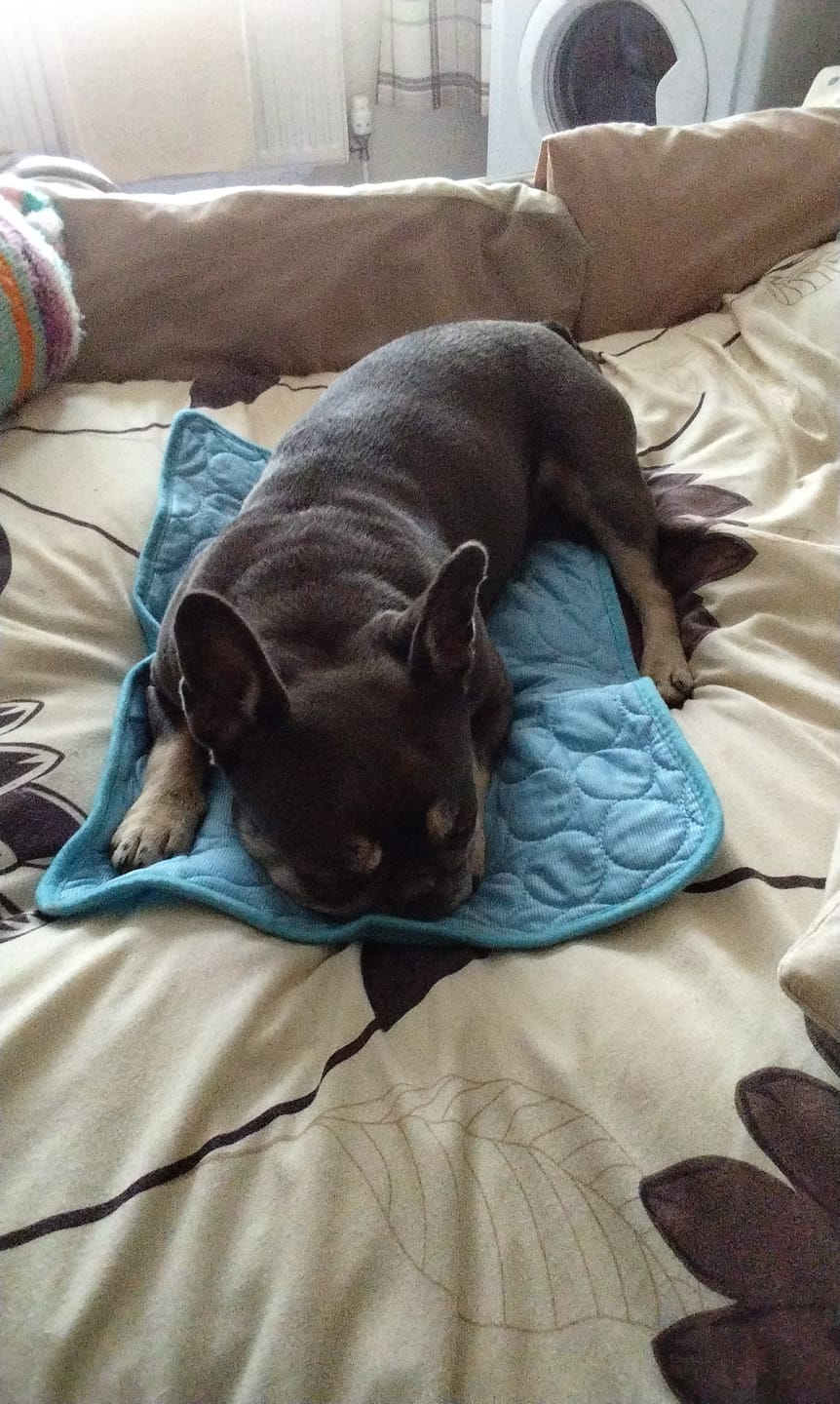 Customer photo review of Pets Cooling Mat