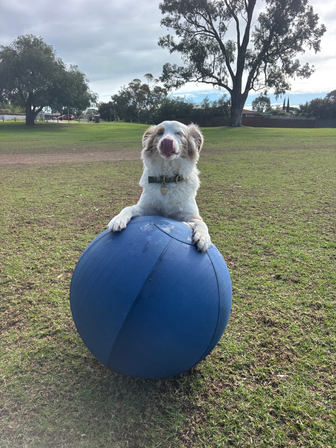 Customer photo review of Herding Ball