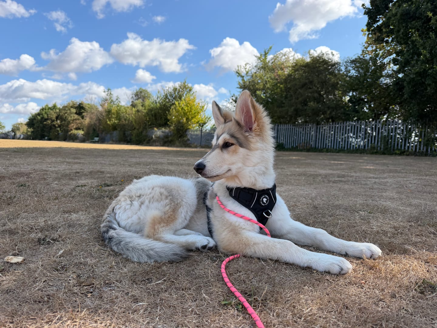 Customer photo review of Lunar Harness - Black