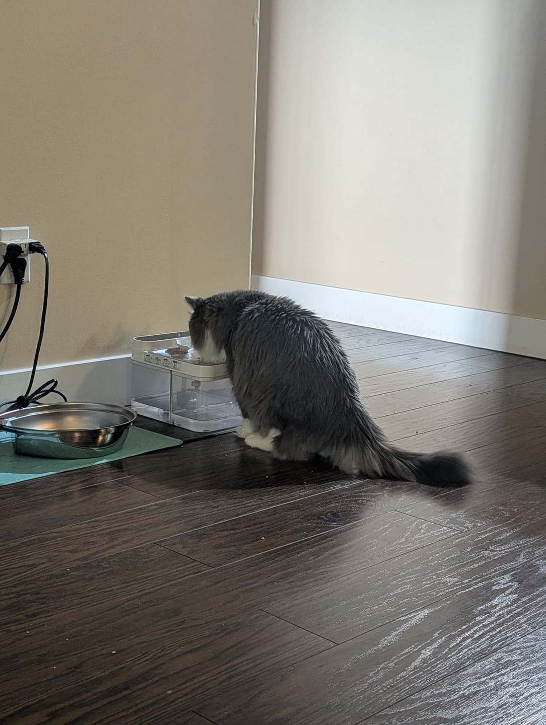 Customer photo review of Purestream AquaOne - Automatic Cat Fountain