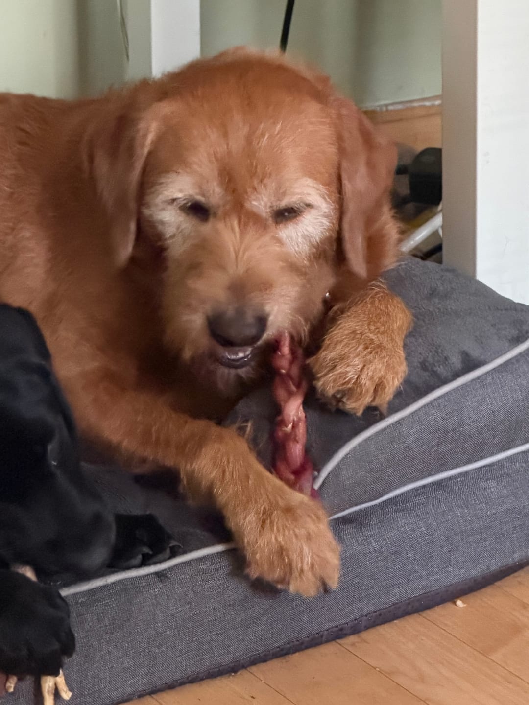 Customer photo review of 12 Inch Thick Braided Bully Stick