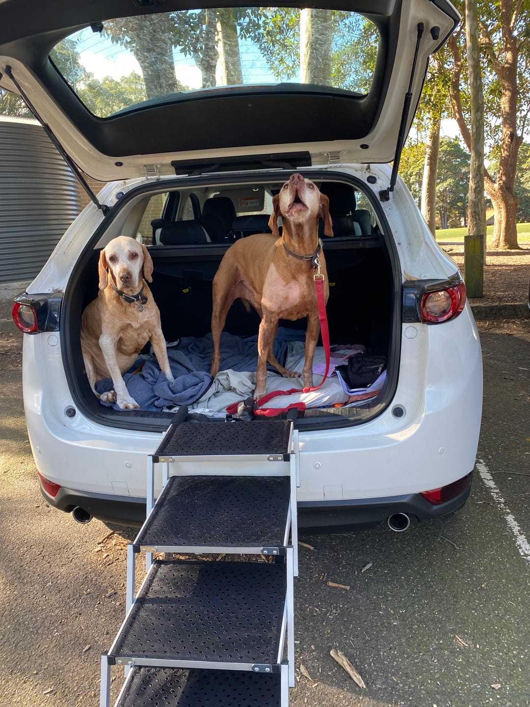 Customer photo review of Folding Dog Ramp For SUV Truck