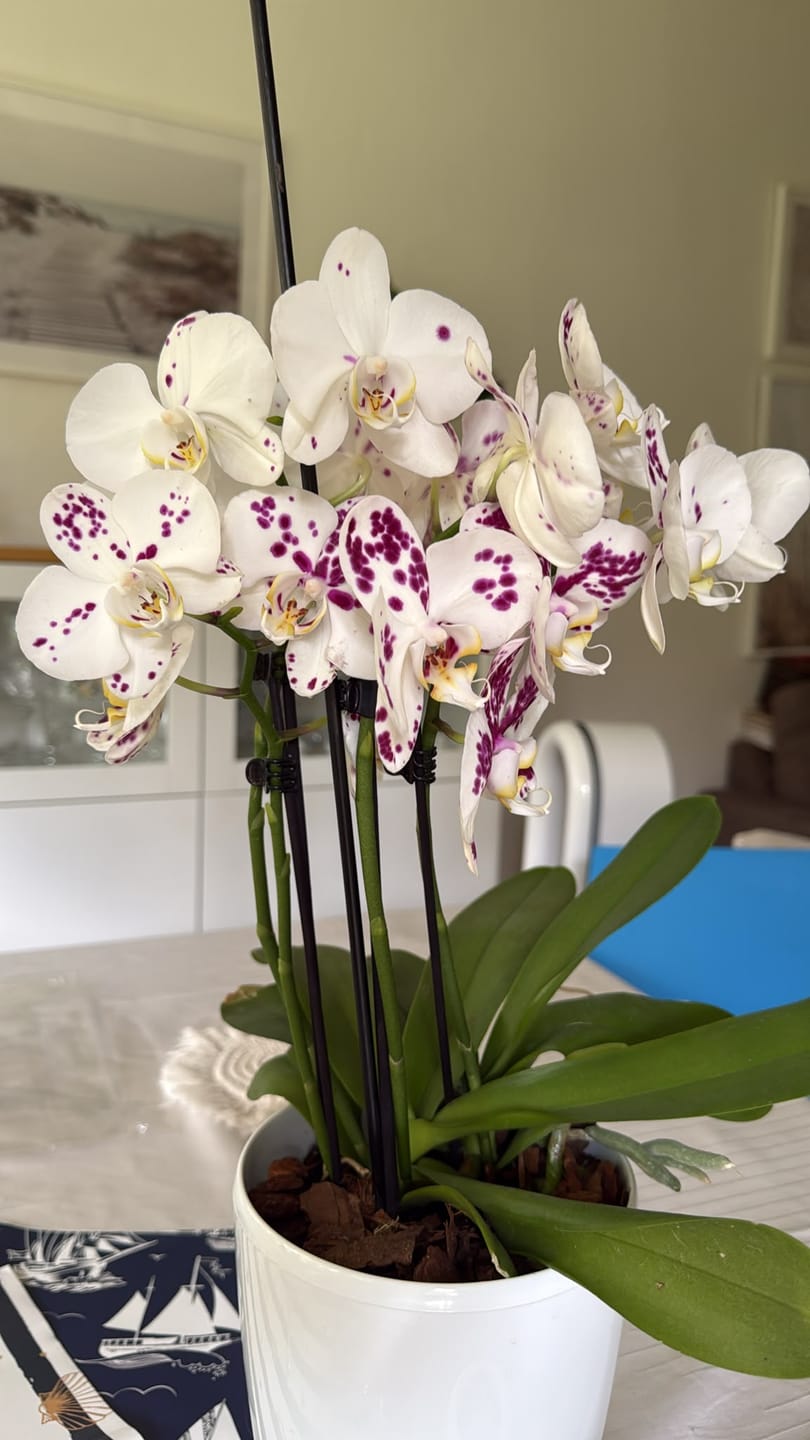 Customer photo review of Große Two of Us Marrakesh mit gefleckten Blüten und 4 Rispen