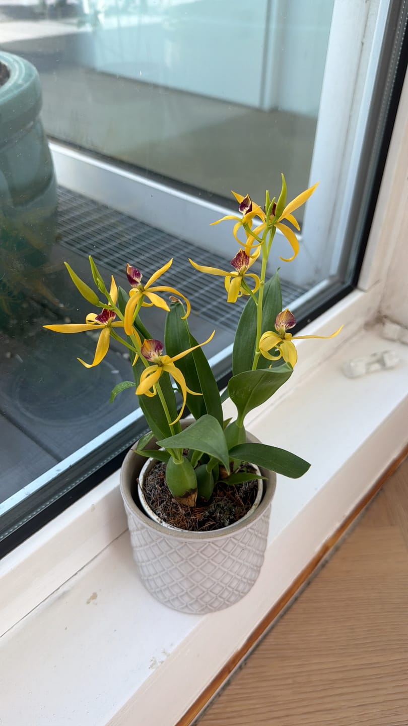 Customer photo review of Encyclia Jasper mit orange-gelben Blüten und 1+Rispen