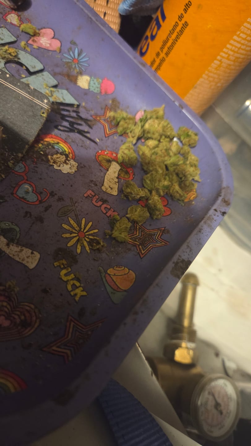 Customer photo review of Pop Cherry - 28 Grams - Sativa