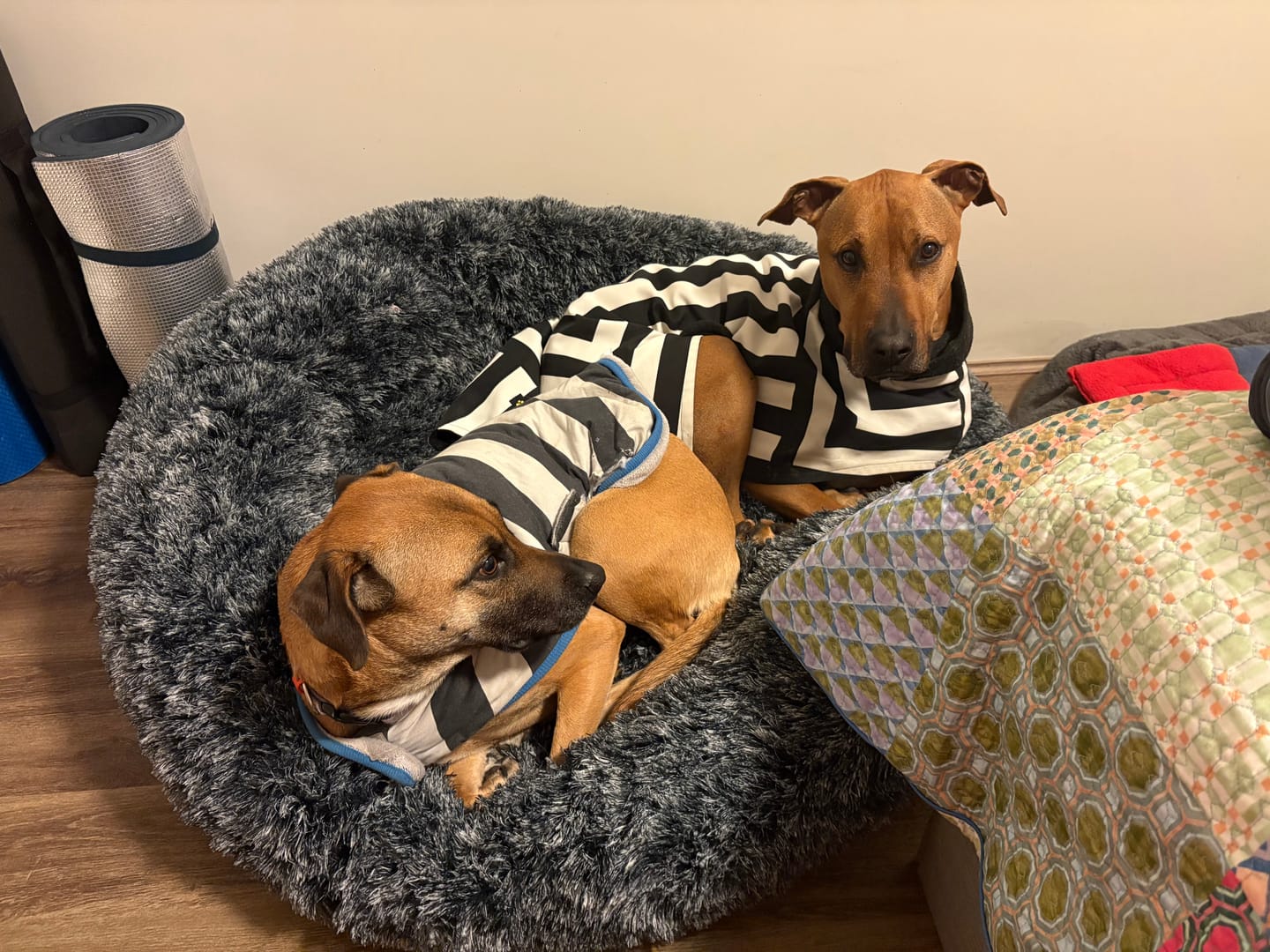 Customer photo review of Calming Pet Bed with Removable Cover