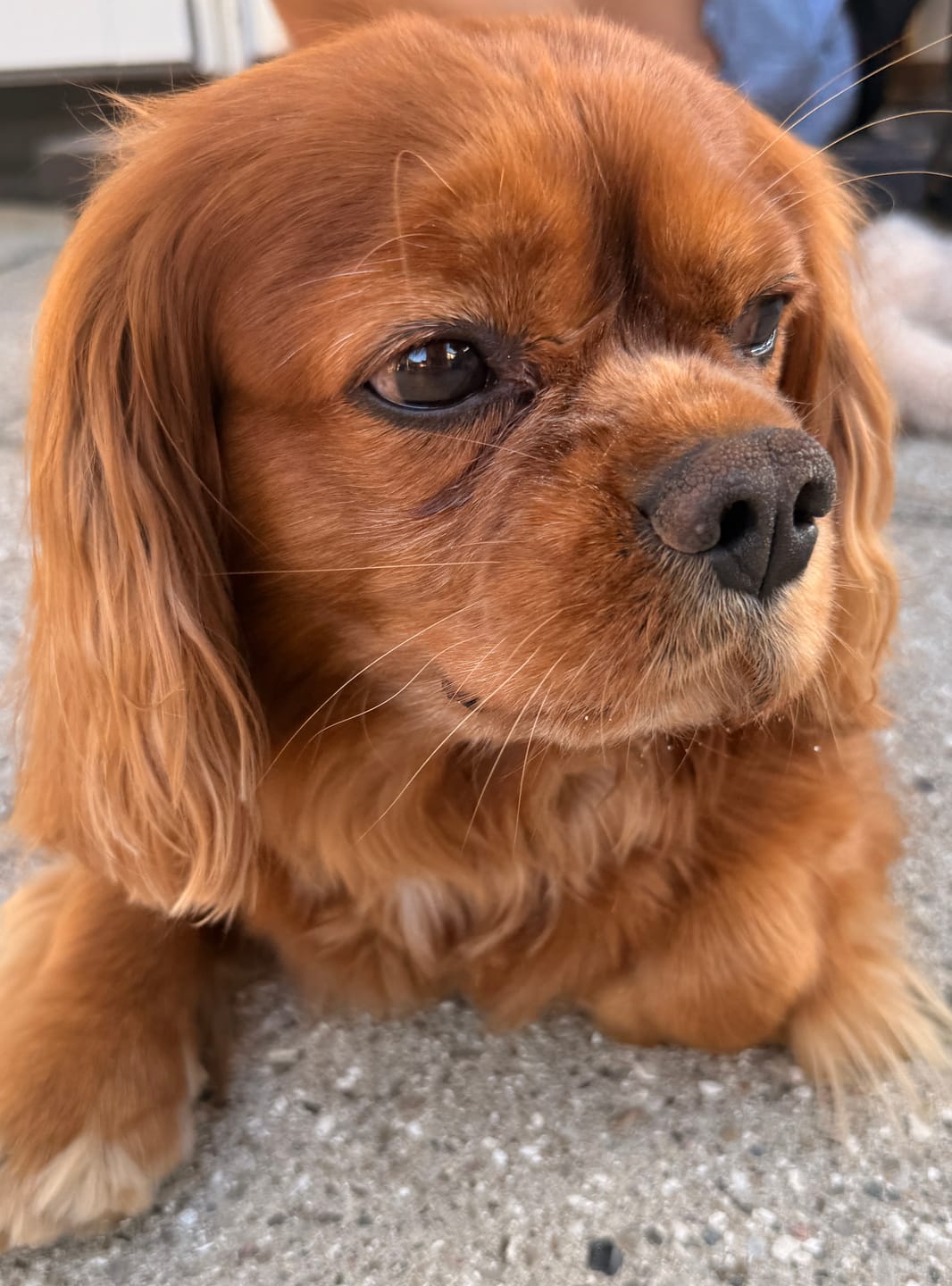 Customer photo review of Snudecreme fra Natural Dog Company (59 ml)