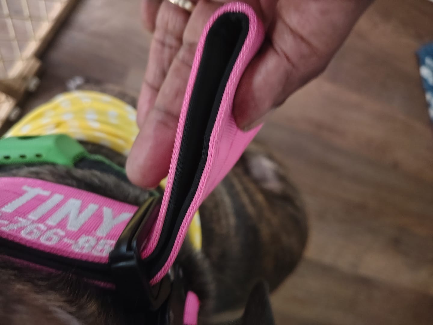 Customer photo review of Bully Proof Collar