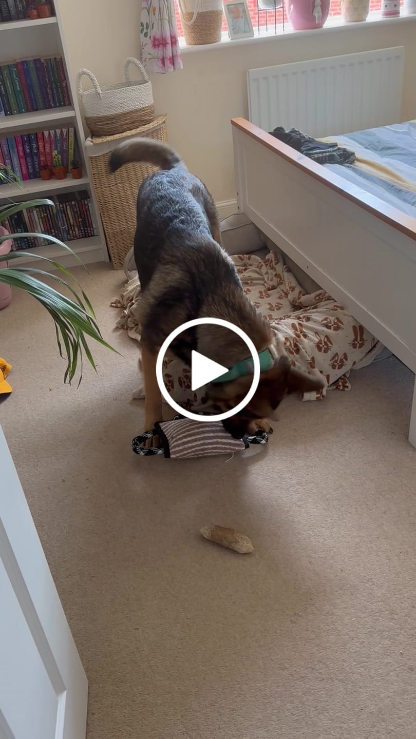 Customer video review of Large bite pillow