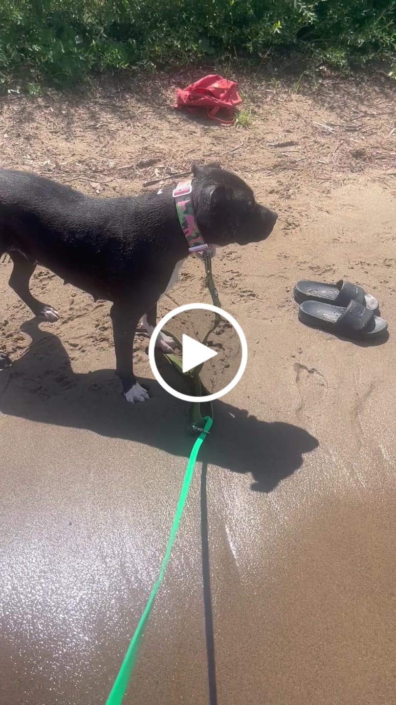 Customer video review of 4cm Lighter Combat® Collar | With Handle & Secure Clip - Pink Camouflage