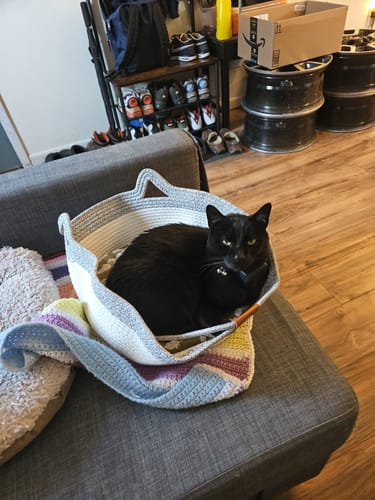 Customer's black cat resting inside the woven, two-tone Instinct Basket on a gray couch.