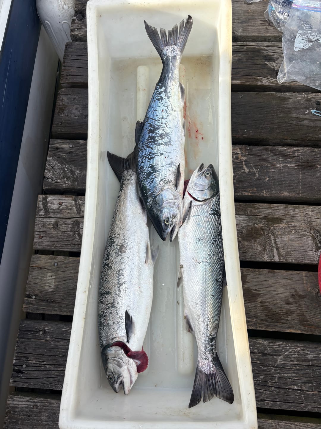 Customer photo review of 4.5" Squid - Yamashita