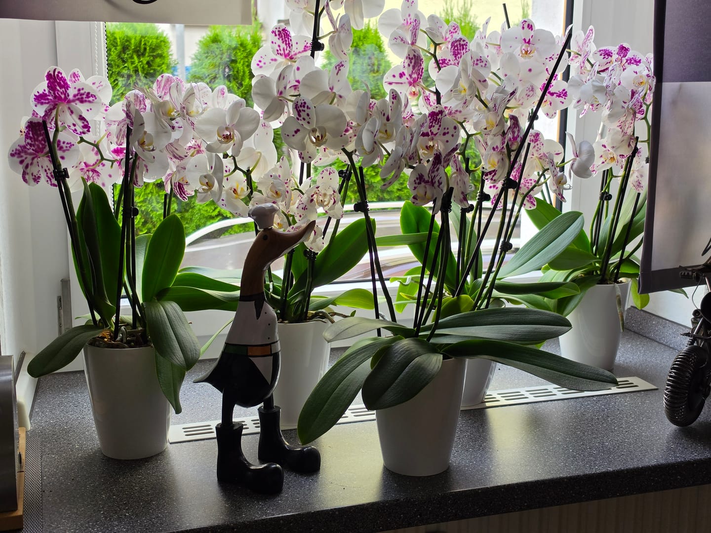 Customer photo review of Große Two of Us Marrakesh mit gefleckten Blüten und 4 Rispen