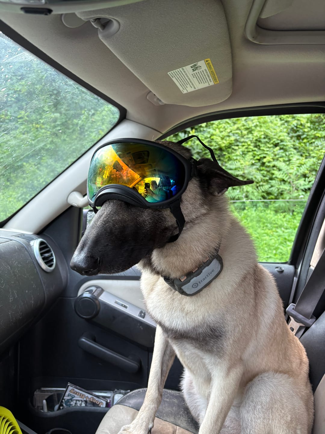 Customer photo review of Team K9® Dog Goggles