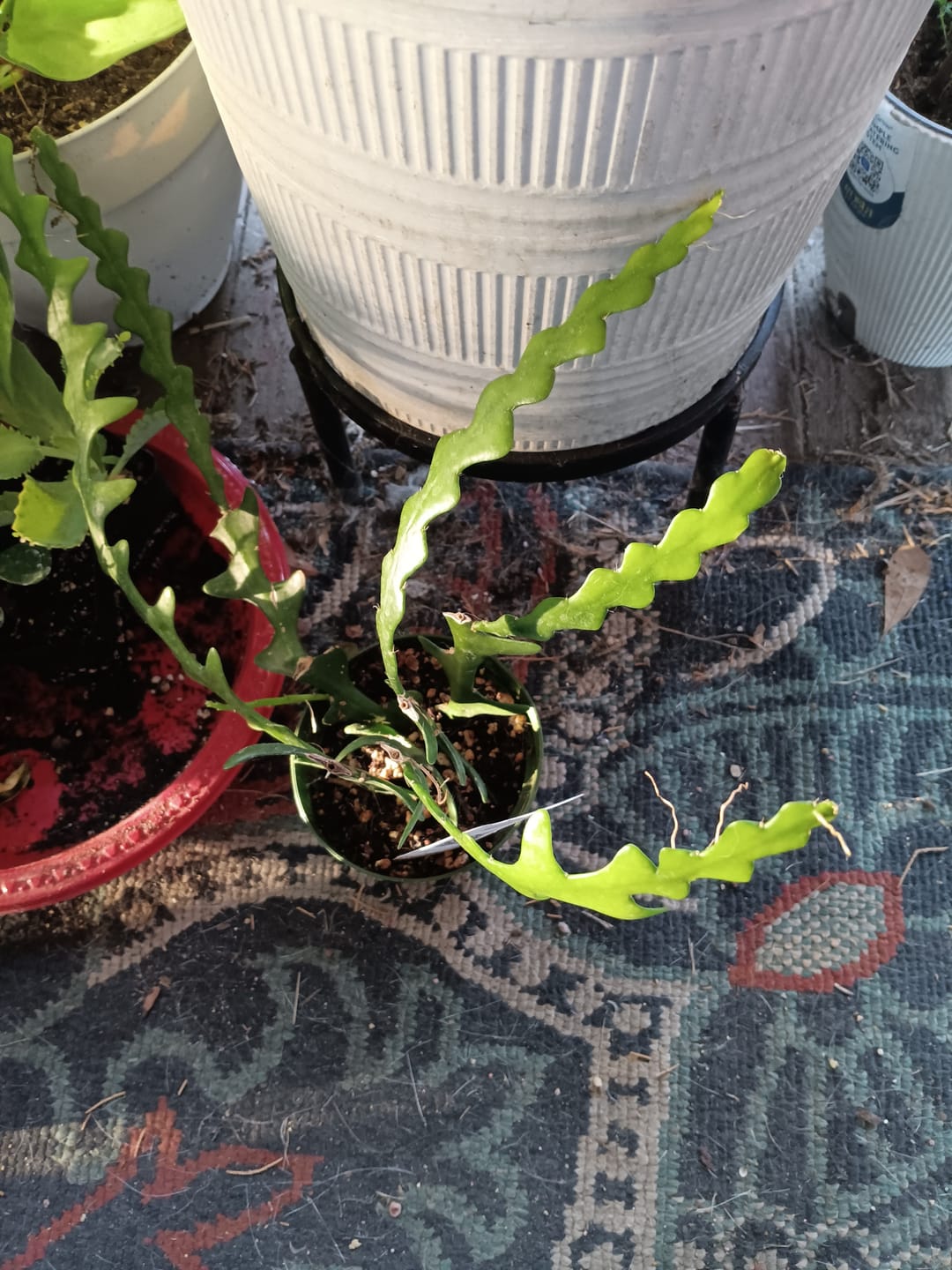 Customer photo review of Cactus Selenicereus anthonyanus "Ric-Rac"