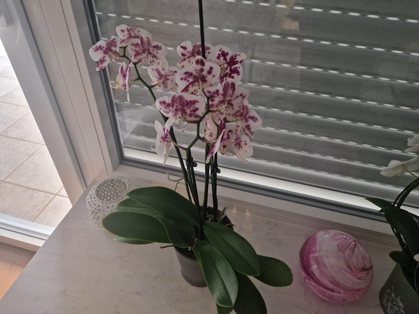 Customer photo review of Große Two of Us Marrakesh mit gefleckten Blüten und 4 Rispen