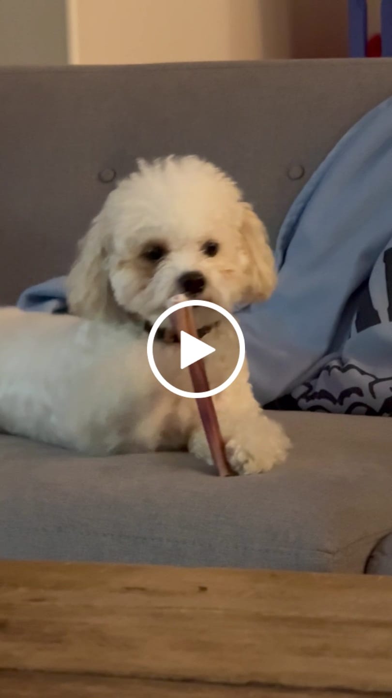 Customer video review of 6 Inch Standard Bully Stick
