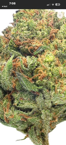 Black Cherry Cookies - Bulk - Hybrid photo review