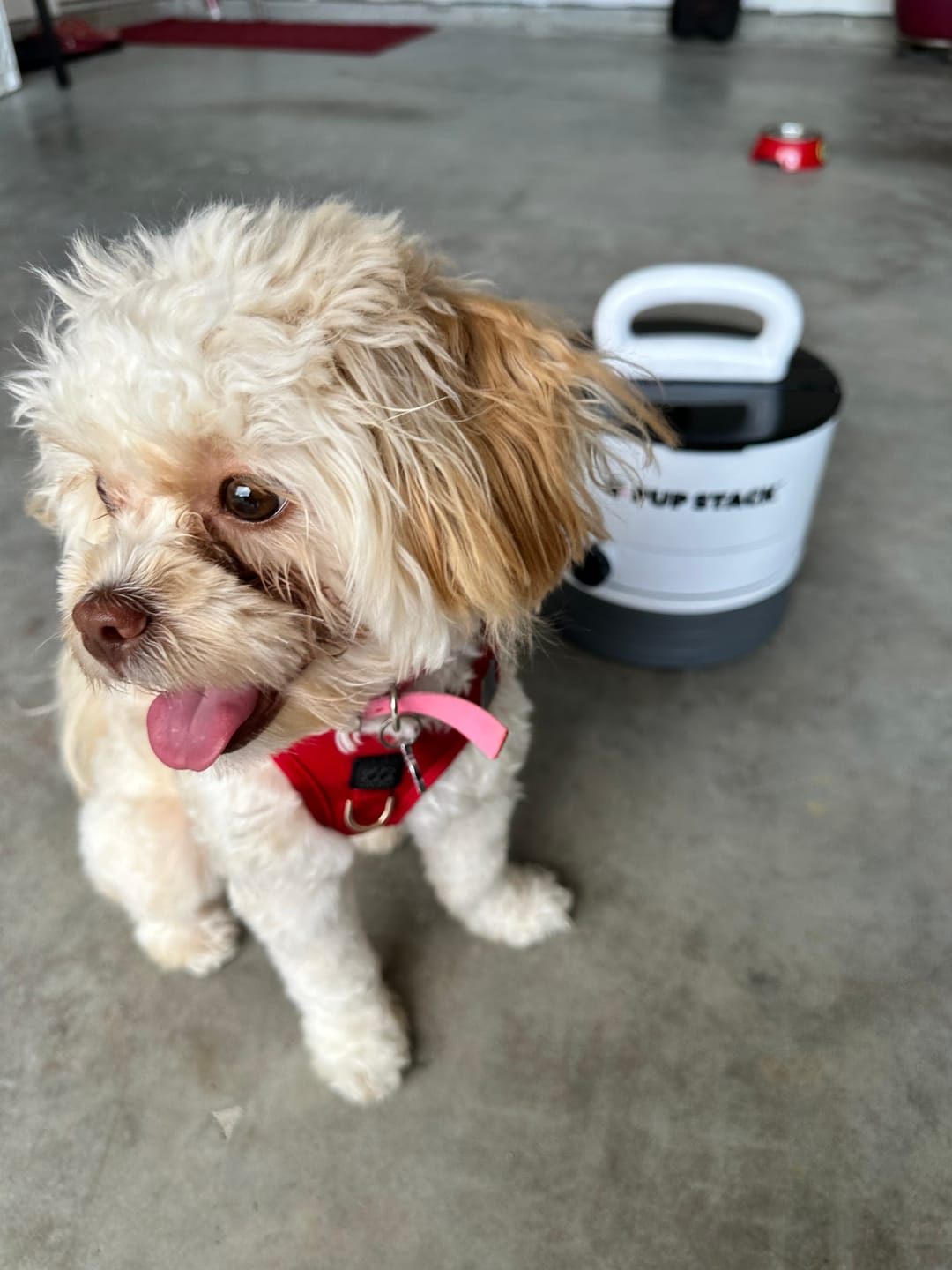 Customer photo review of Pup Stack