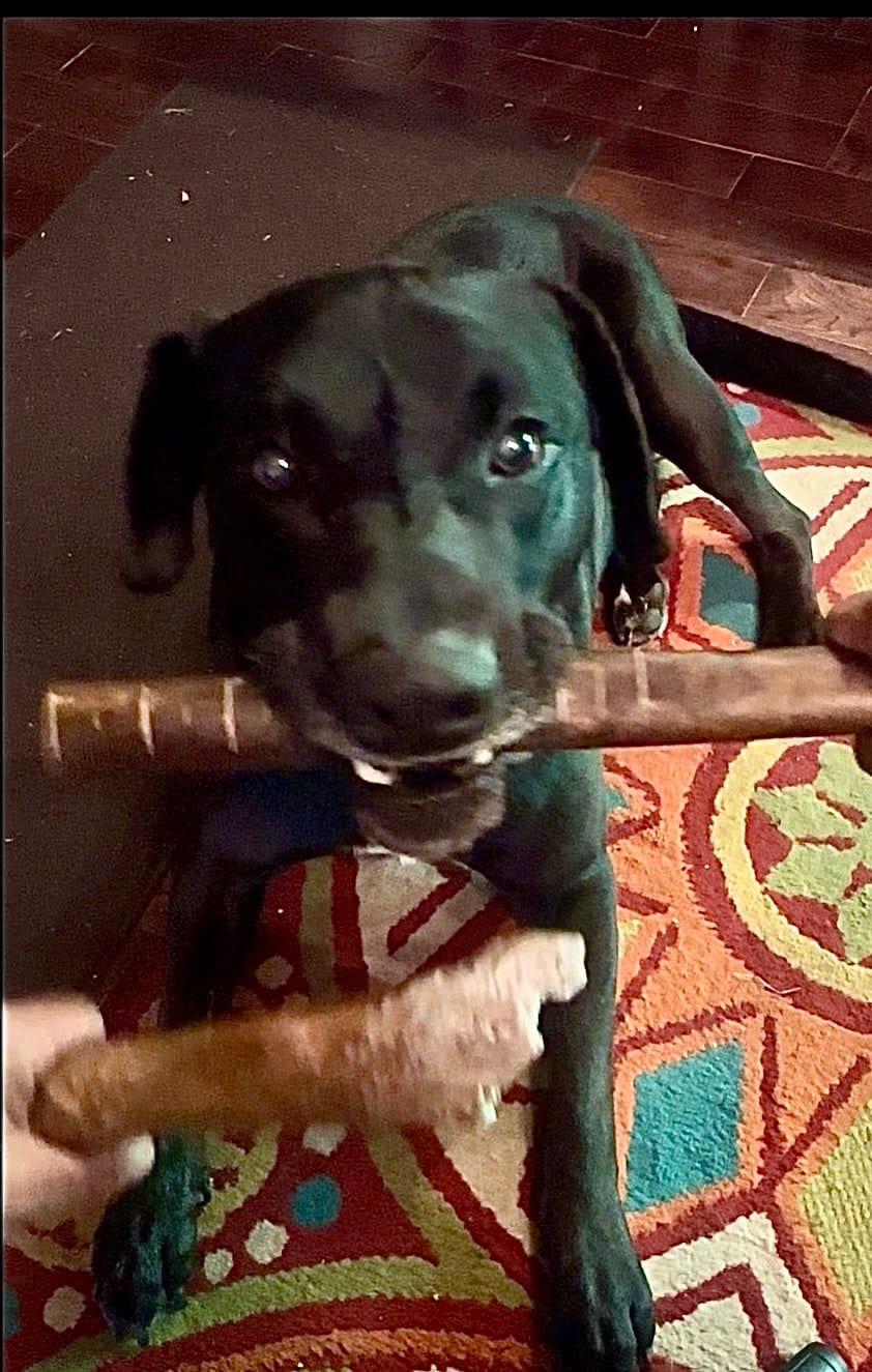 Customer photo review of Bully Sticks