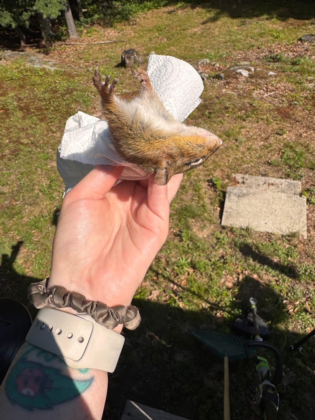 Customer photo review of A18 Squirrel Trap Kit With Digital Strike Counter