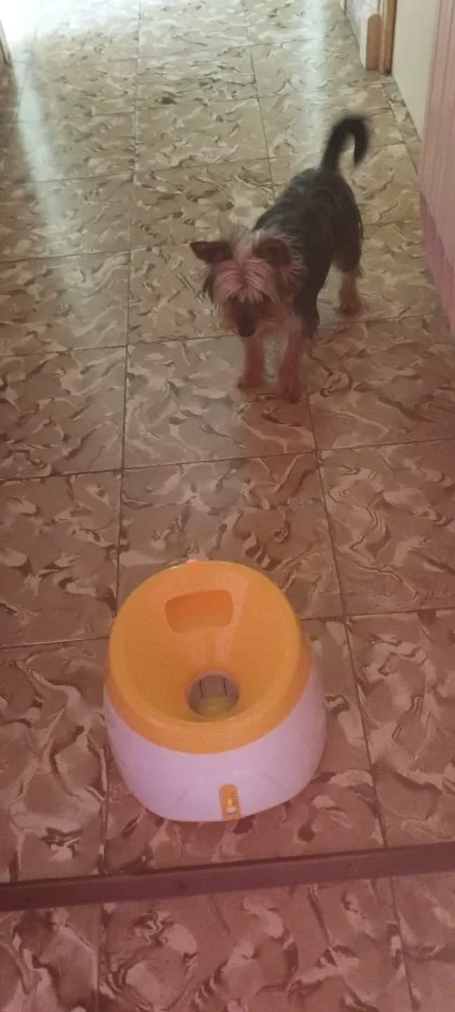 Customer photo review of Jirah Automatic Dog Ball Launcher™